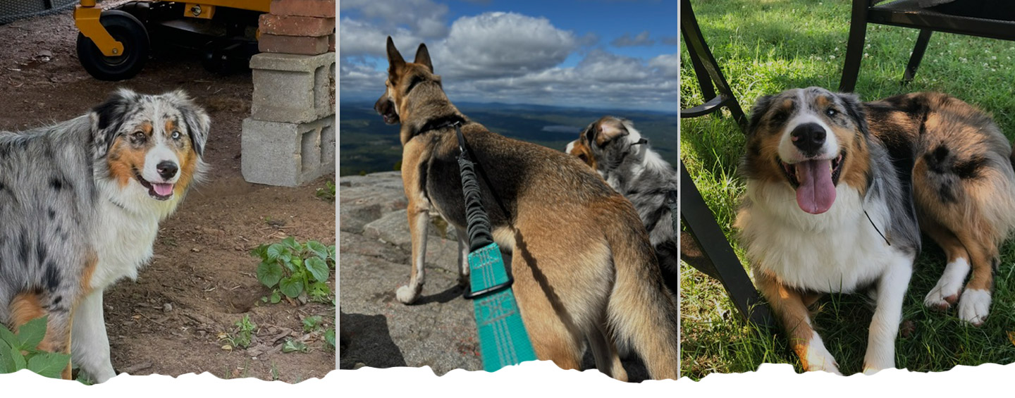 Wicked Willie's Hand-Crafted Dog Food LLC