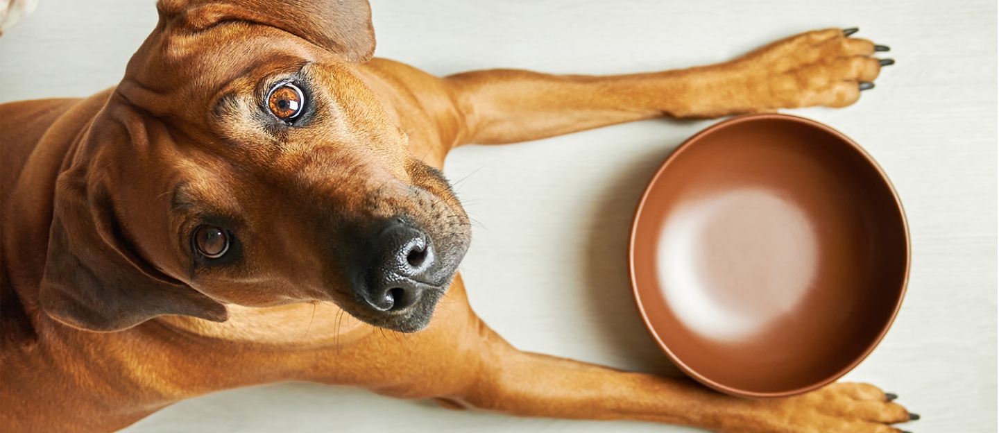 Wicked Willie's Hand-Crafted Dog Food LLC