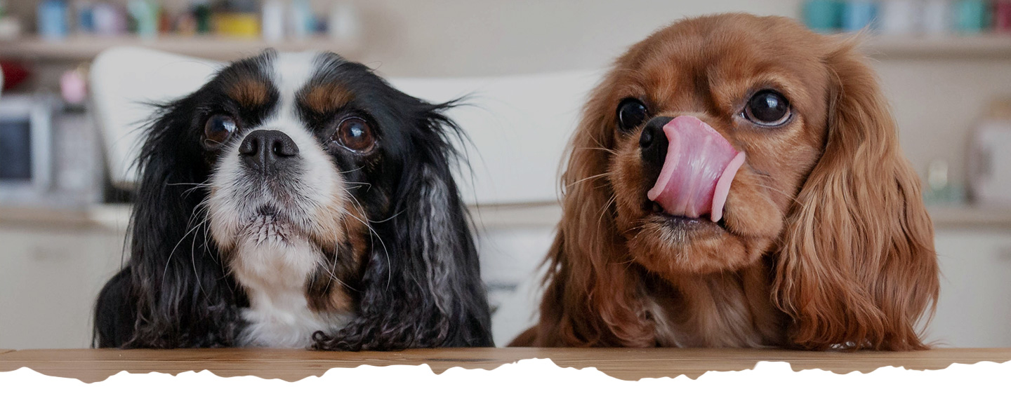 Wicked Willie's Hand-Crafted Dog Food LLC