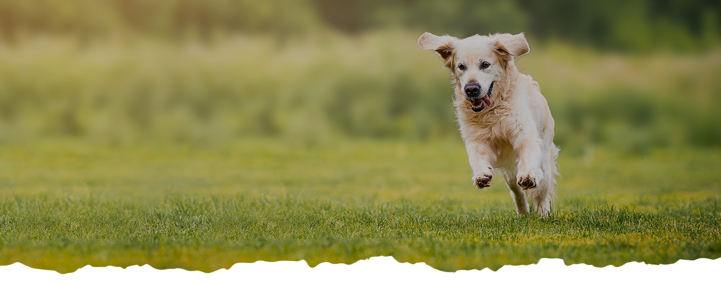 Wicked Willie's Hand-Crafted Dog Food LLC