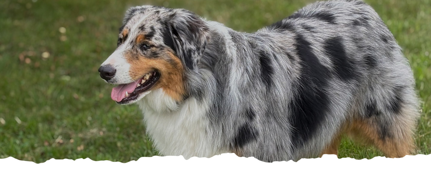 Wicked Willie's Hand-Crafted Dog Food LLC